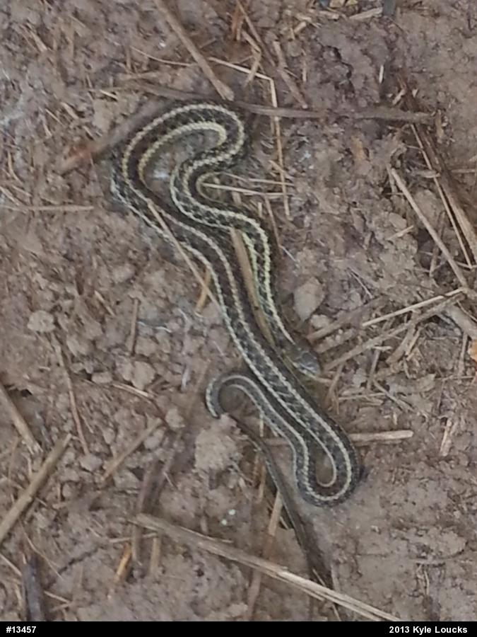 Eastern Gartersnake