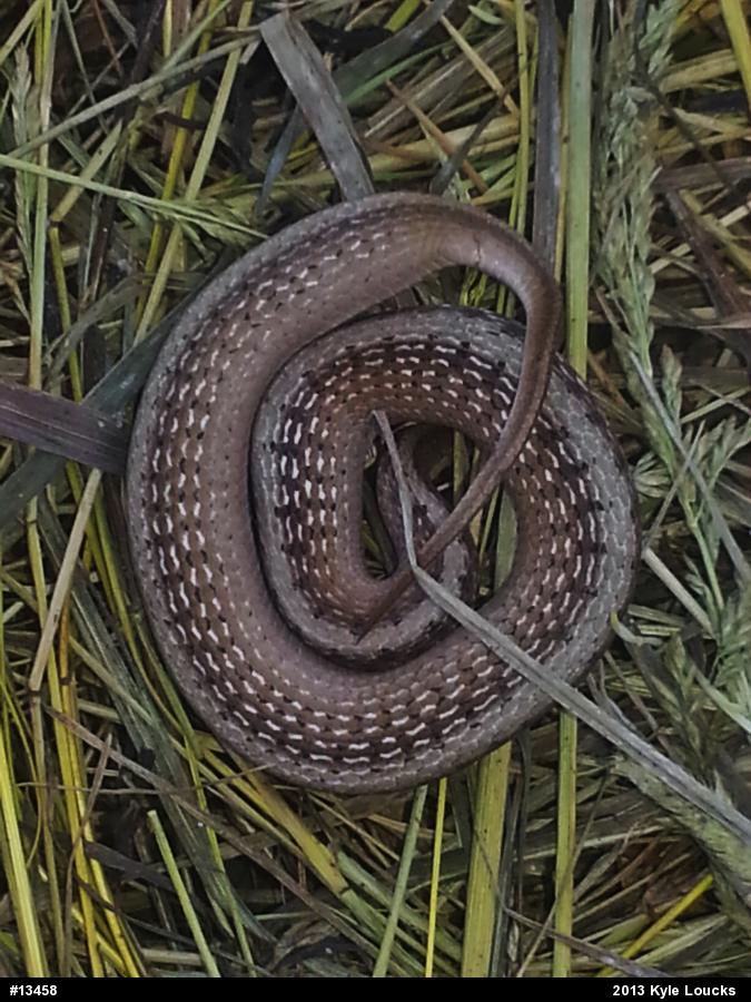 Dekay's Brownsnake