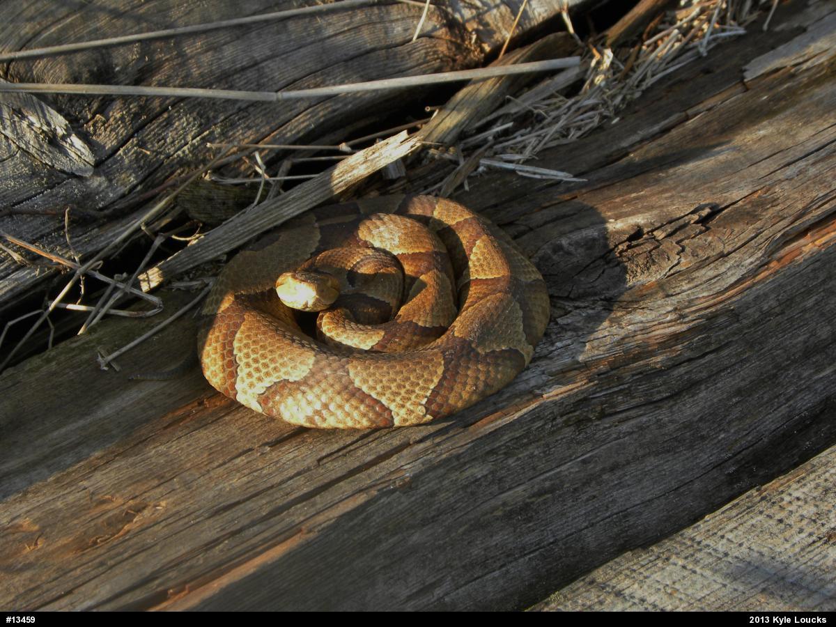 Northern Copperhead