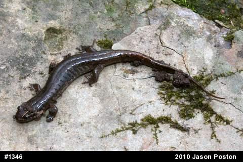 Northern Dusky Salamander