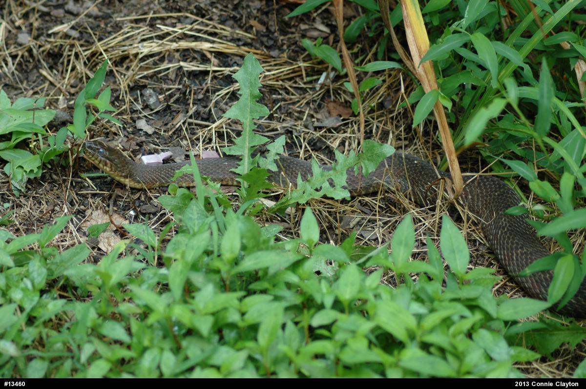 Northern Watersnake