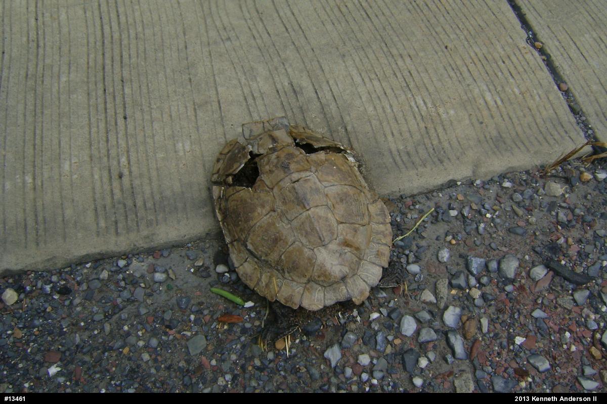 Northern Map Turtle