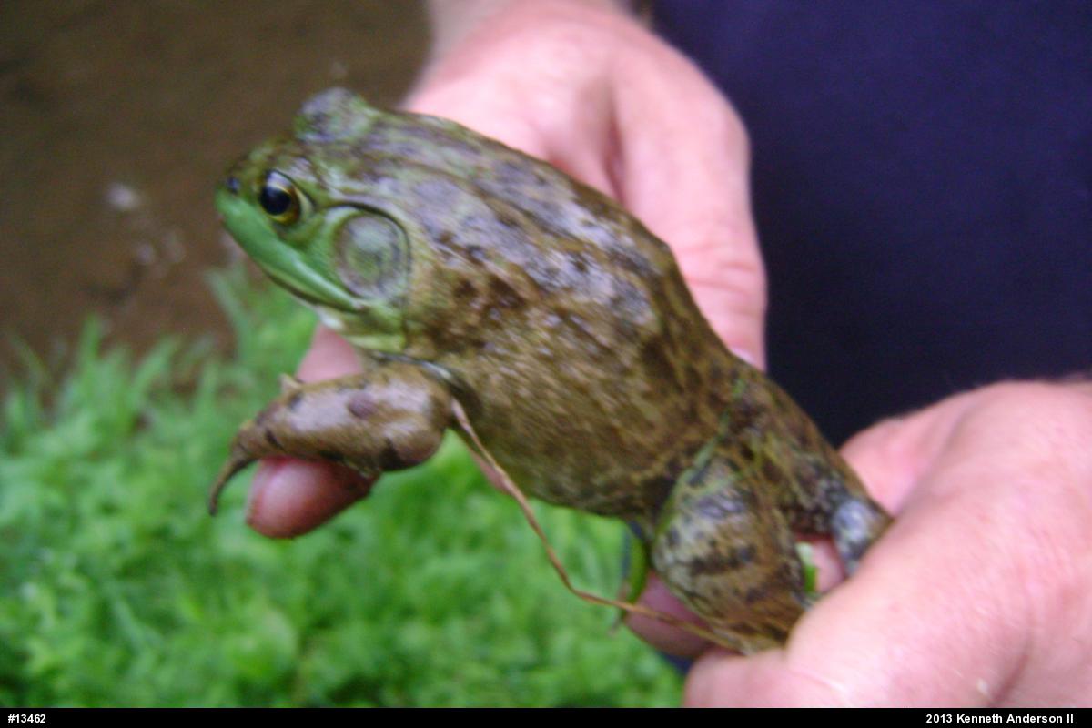 American Bullfrog