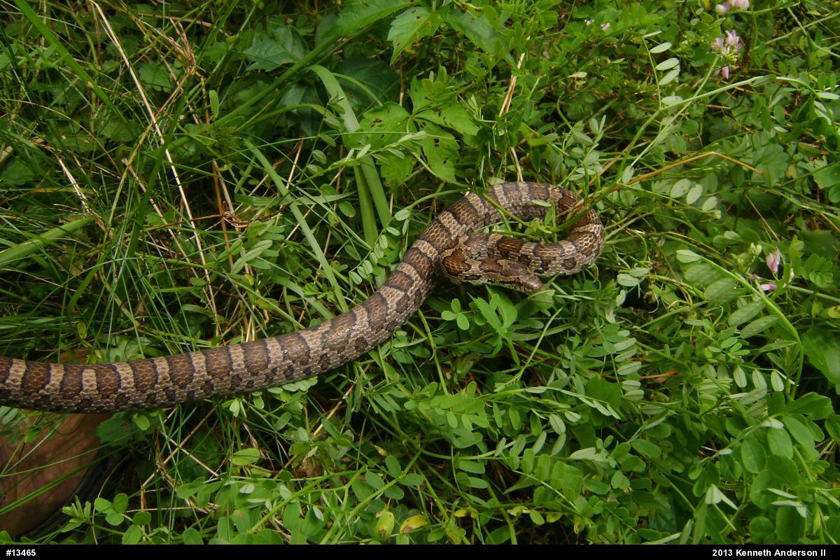 Eastern Milksnake