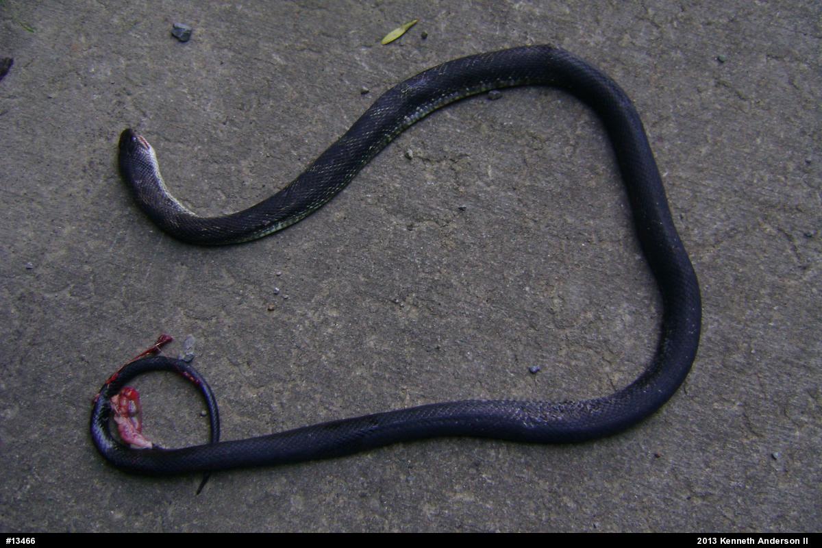 Eastern Ratsnake