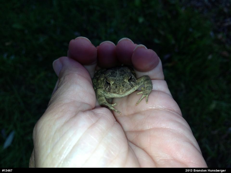 True Toads