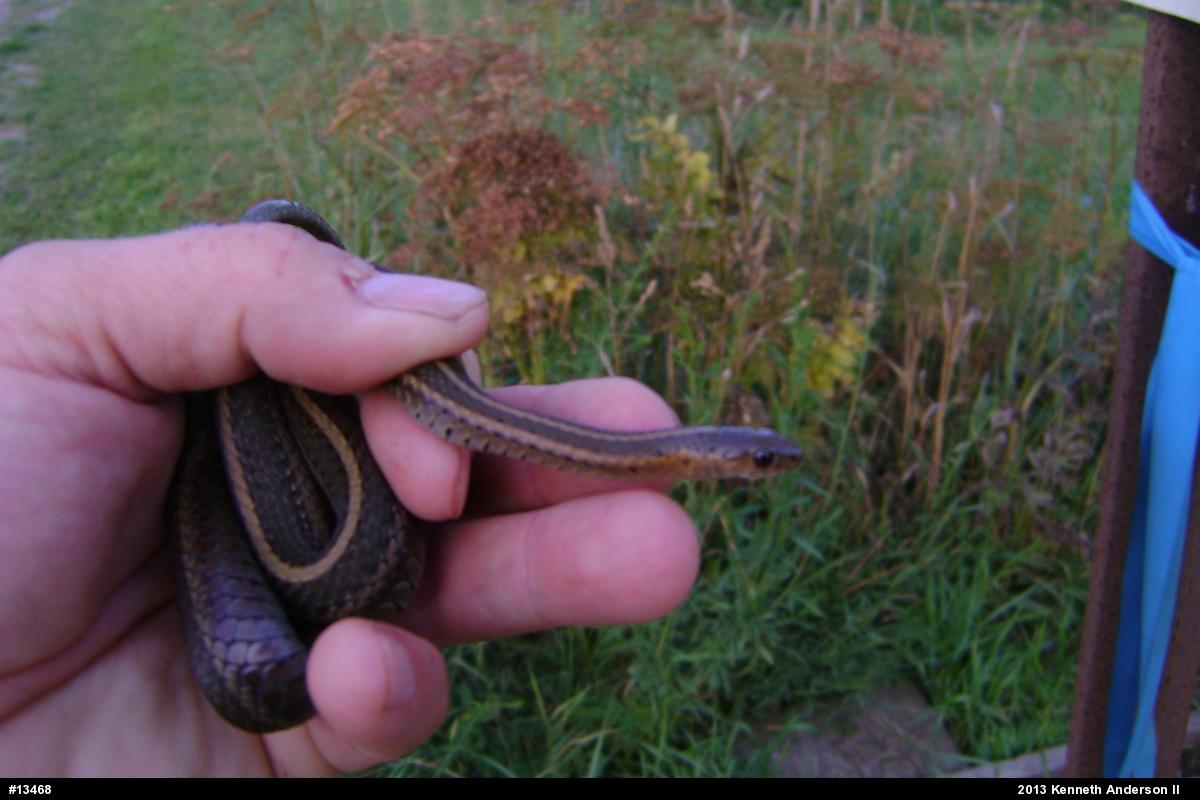 Shorthead Gartersnake
