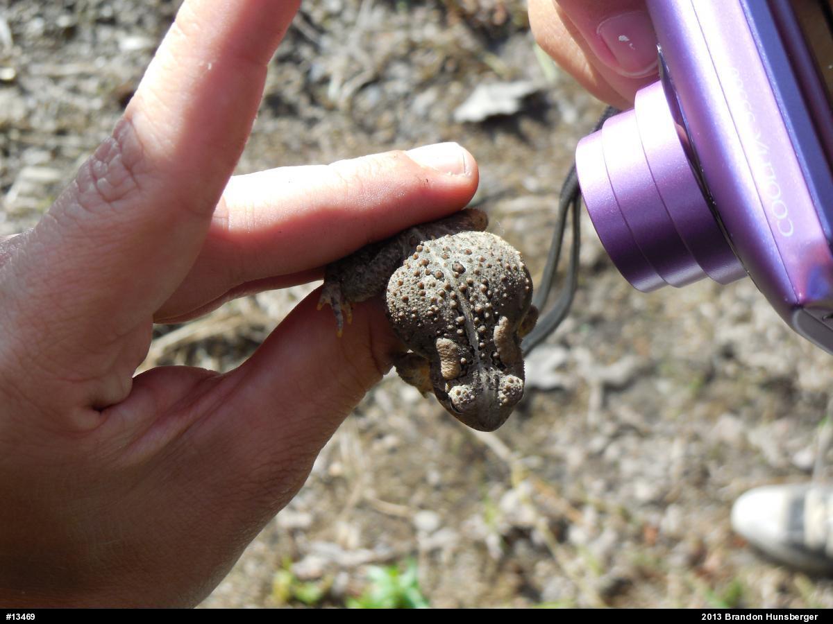 Eastern American Toad