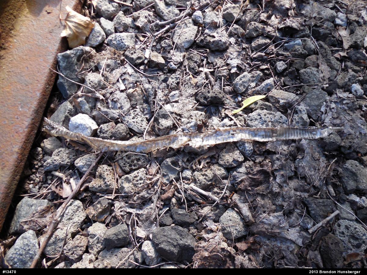 Eastern Gartersnake