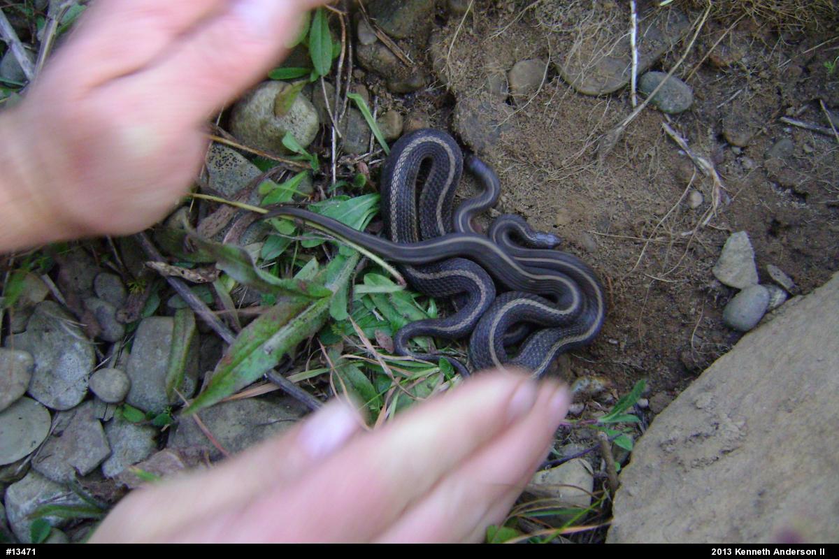 Shorthead Gartersnake