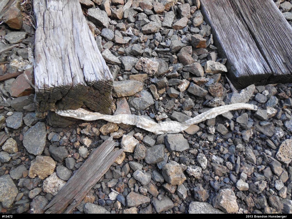 Northern Watersnake