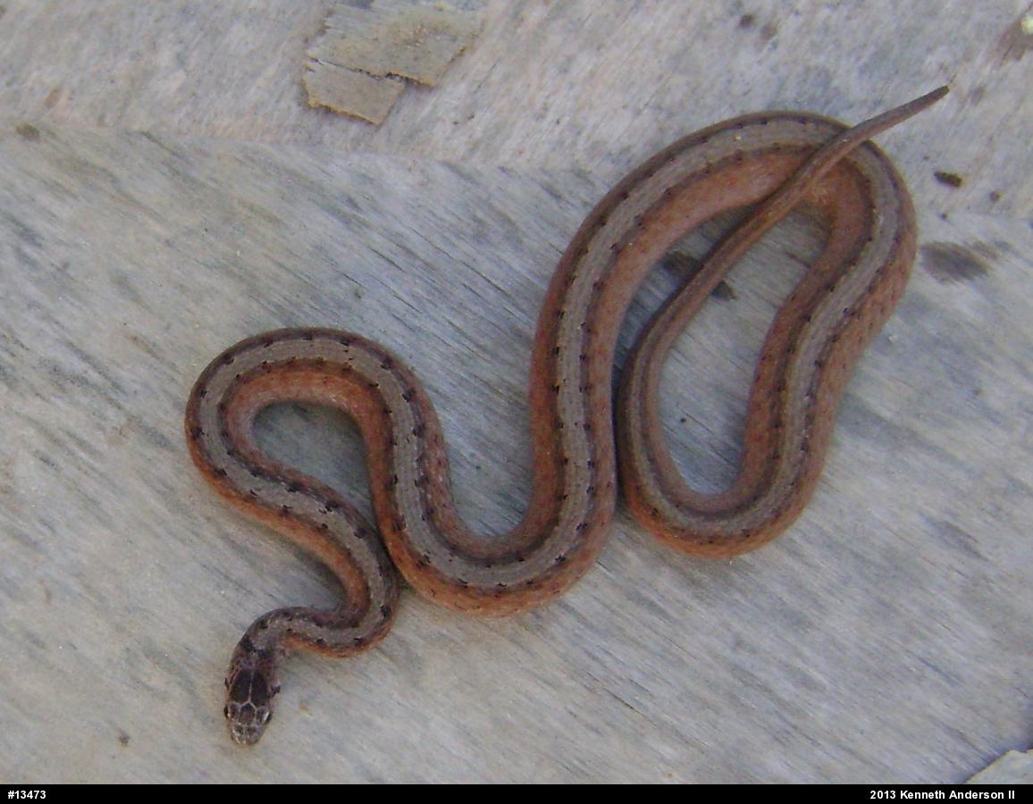 Dekay's Brownsnake