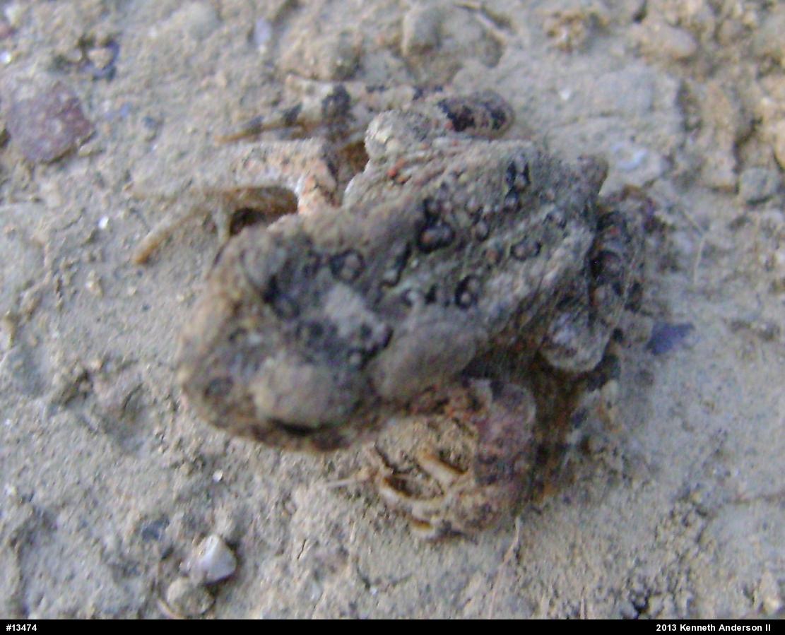 Eastern American Toad