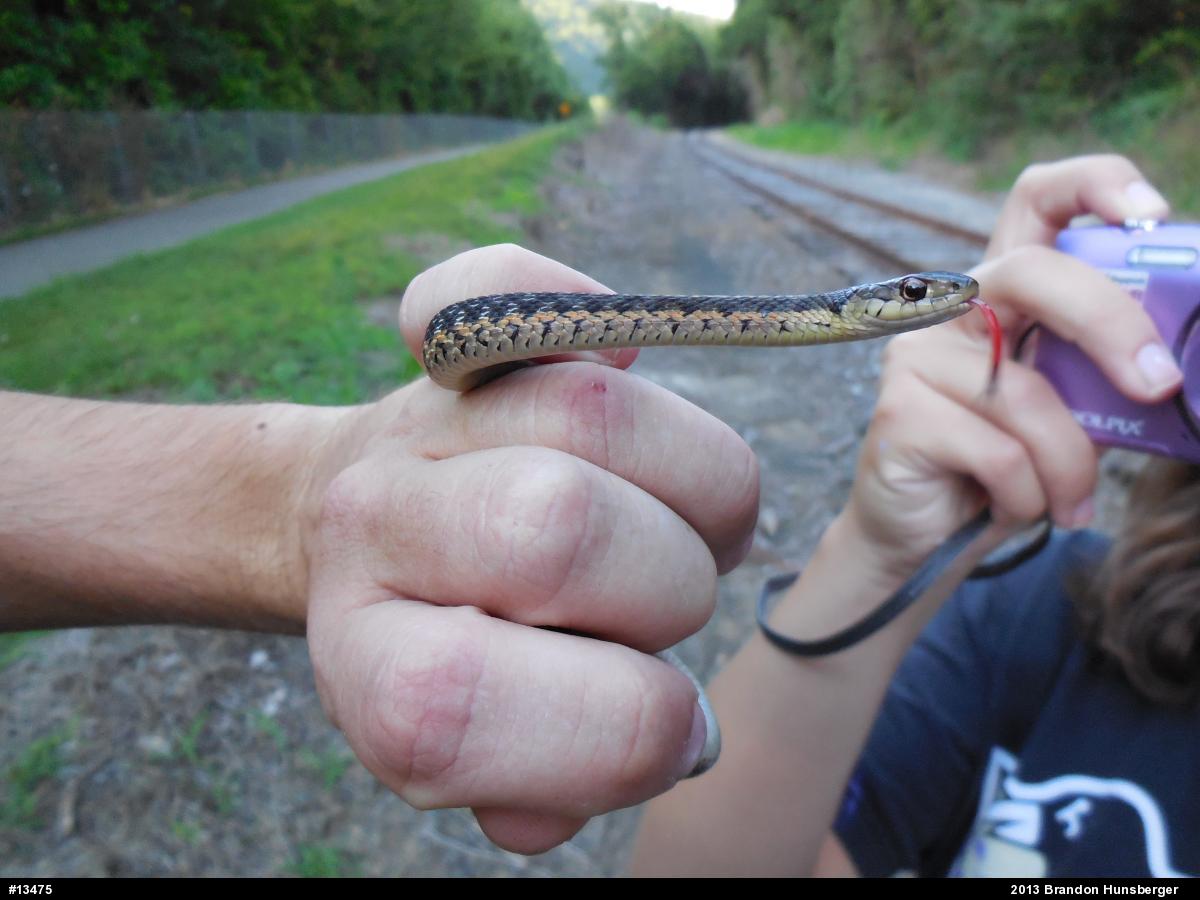 Eastern Gartersnake