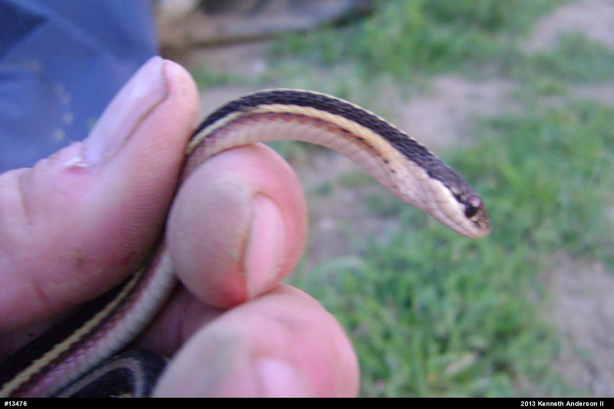 Northern Ribbonsnake