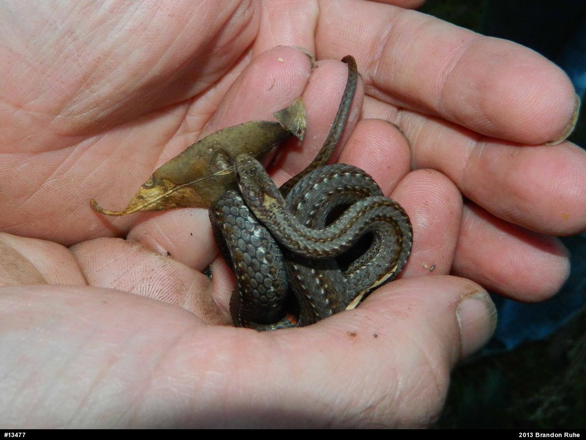 Red-bellied Snake