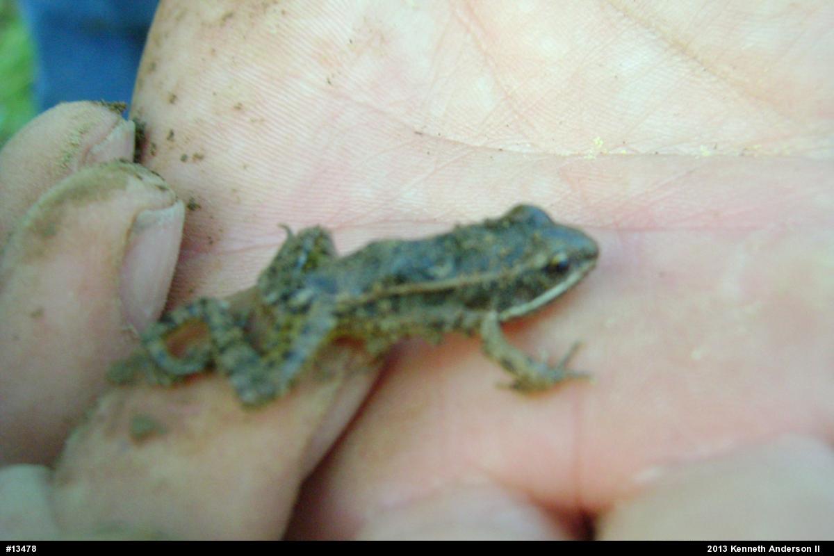 Pickerel Frog