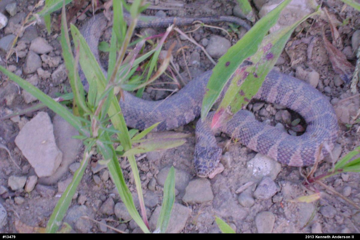 Northern Watersnake