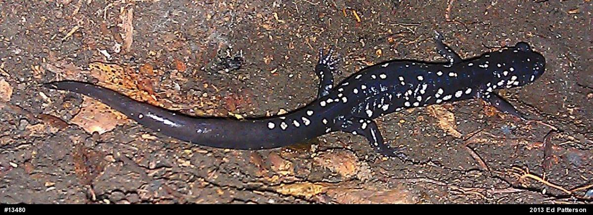 Northern Slimy Salamander
