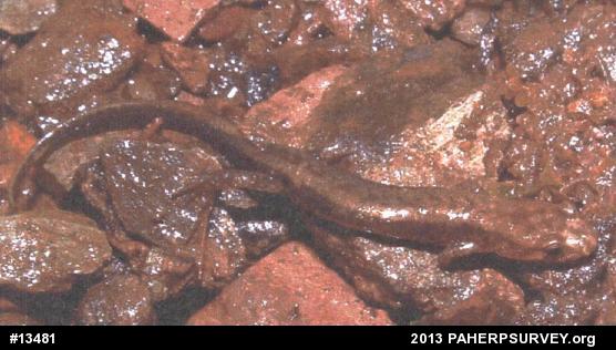 Allegheny Mountain Dusky Salamander
