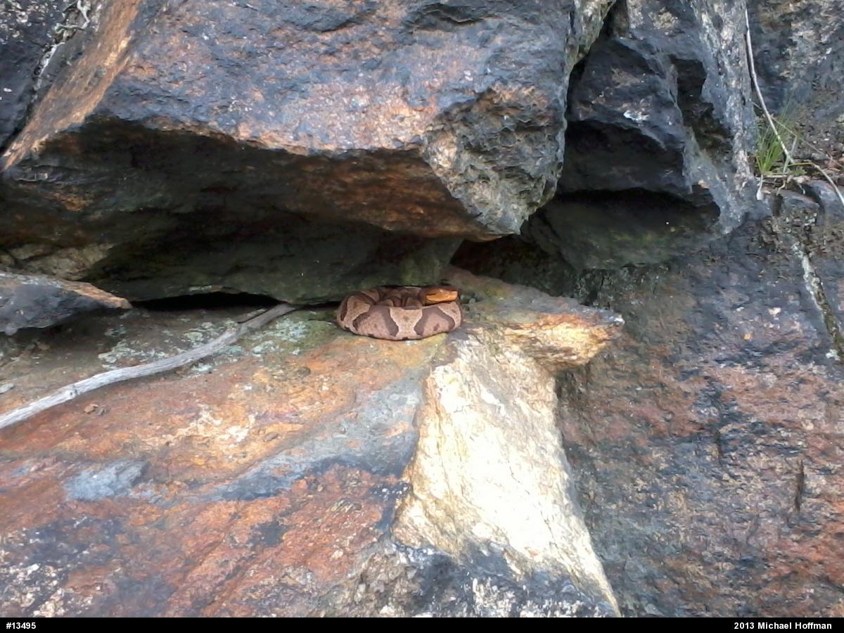 Northern Copperhead