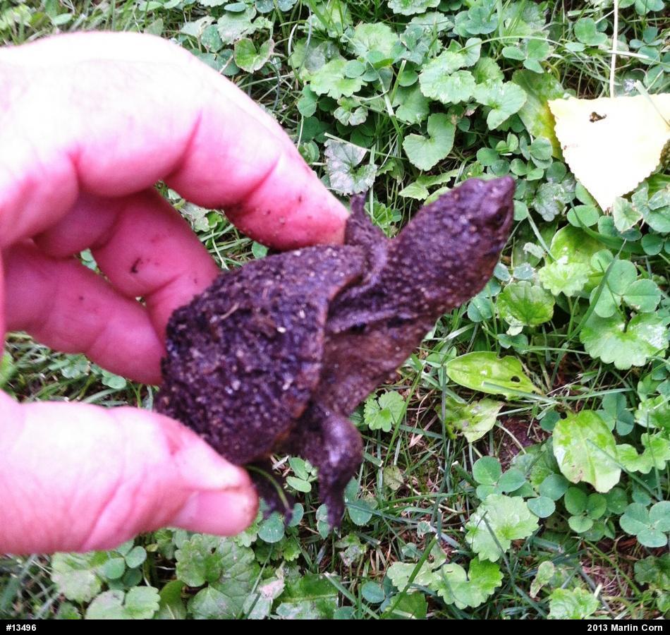 Snapping Turtle