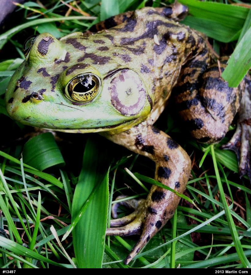 American Bullfrog