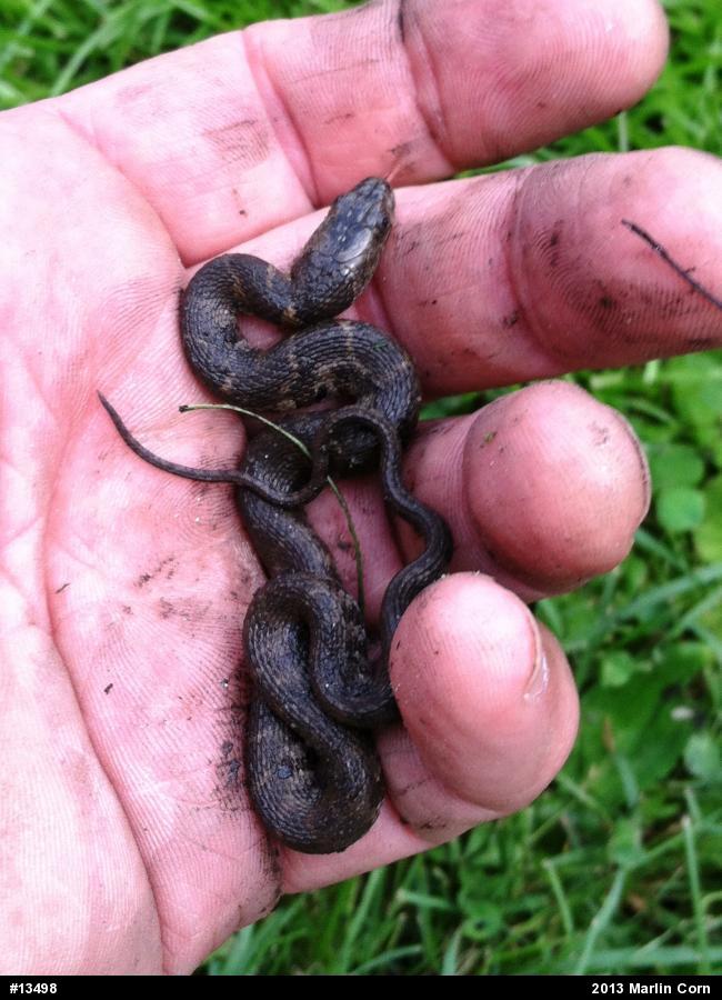 Northern Watersnake