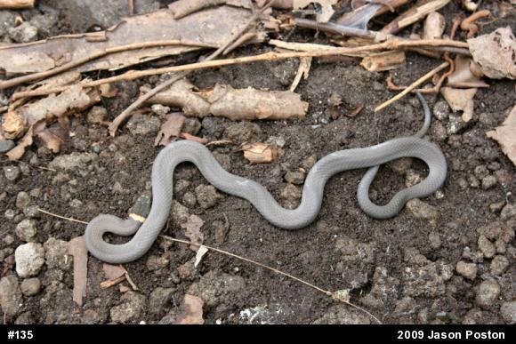 Northern Ring-necked Snake