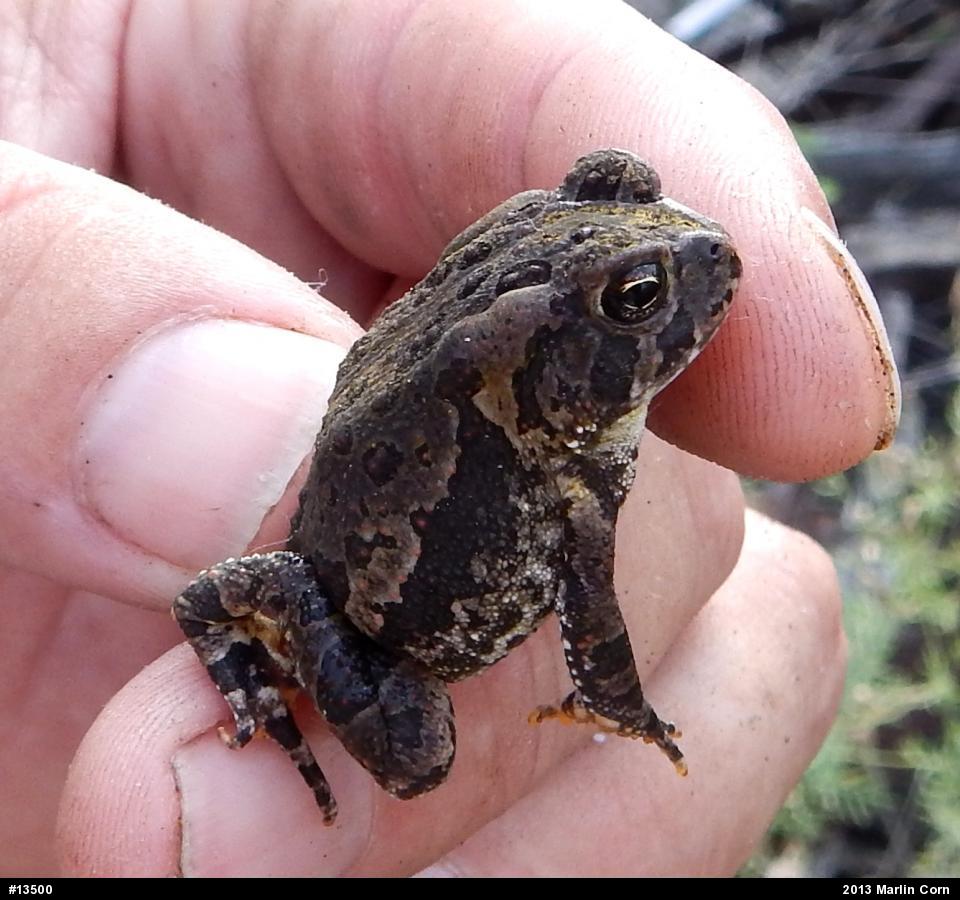 Fowler's Toad