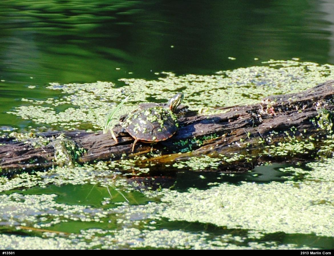 Painted Turtle