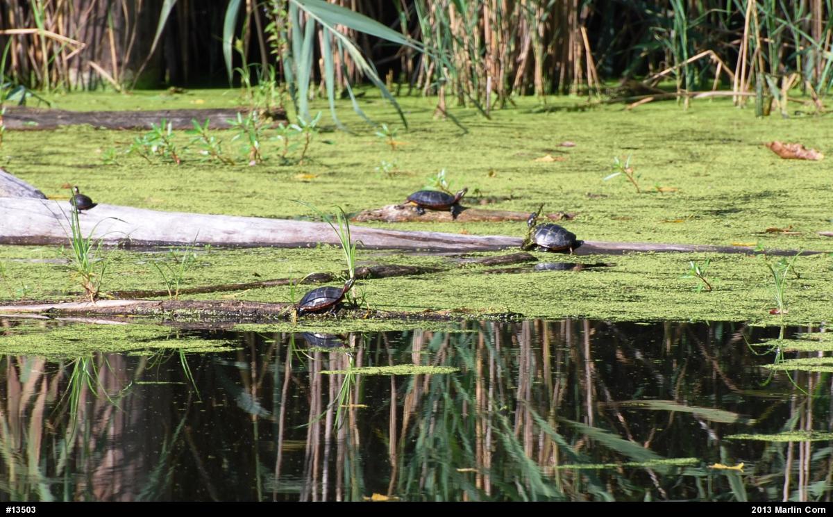 Painted Turtle