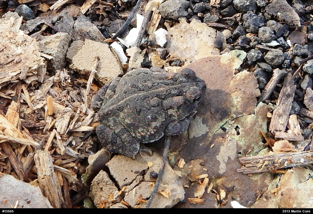 Fowler's Toad