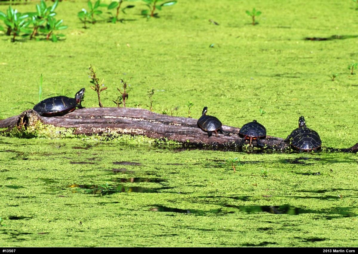 Painted Turtle