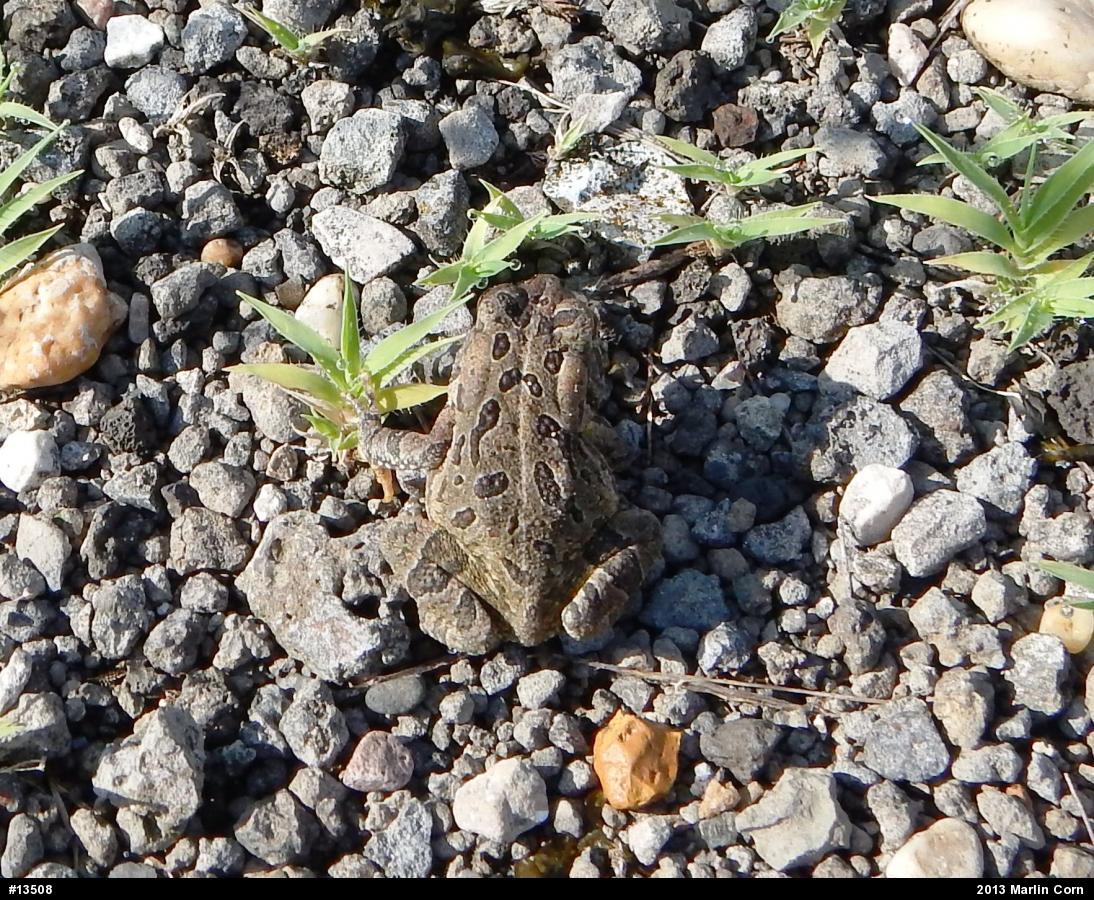 Fowler's Toad