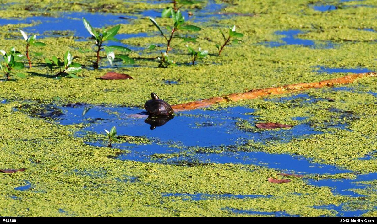 Painted Turtle