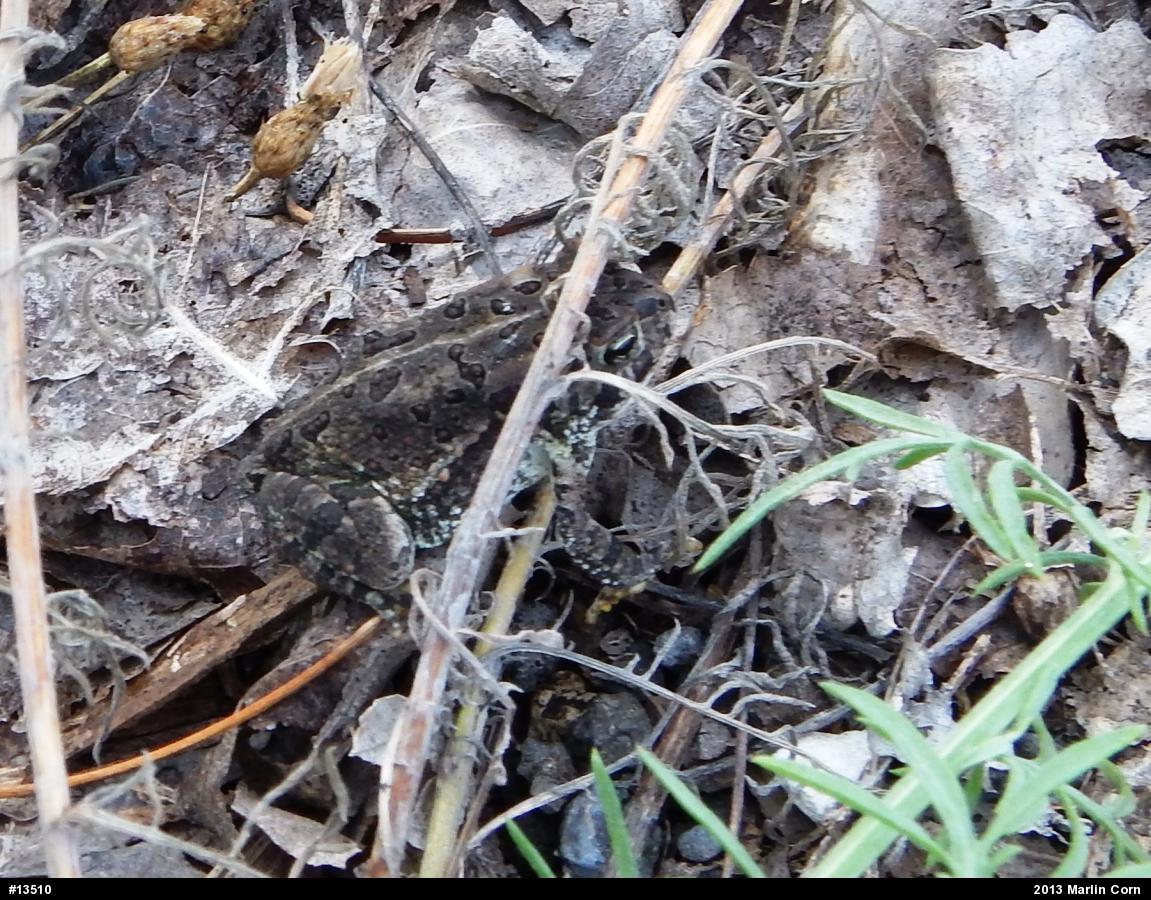 Fowler's Toad