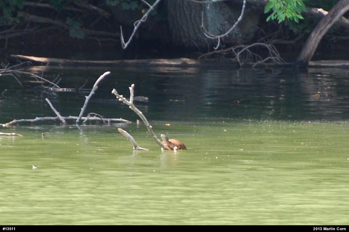 Red-eared Slider