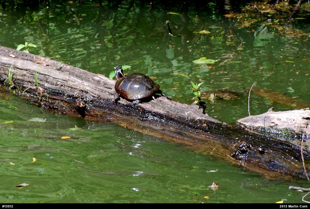 Painted Turtle