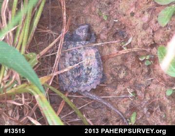 Snapping Turtle