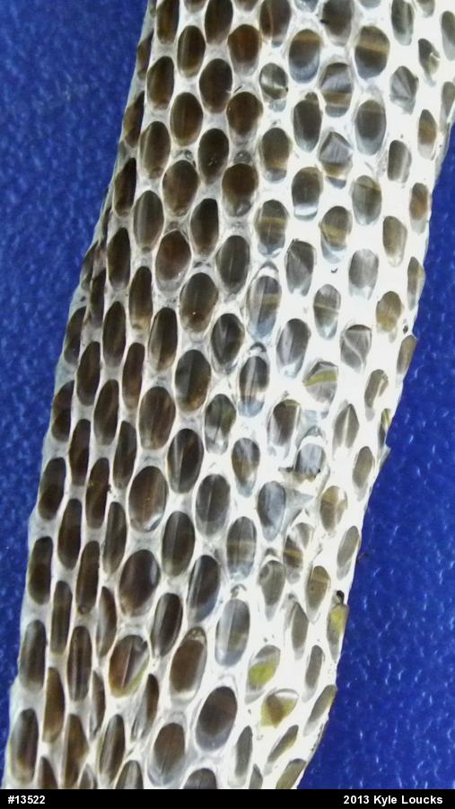 Eastern Ratsnake