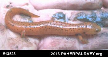 Northern Red Salamander