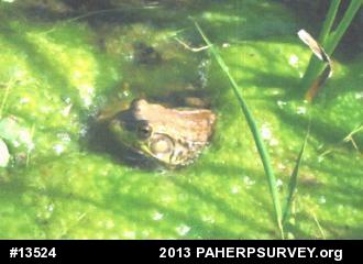Green Frog