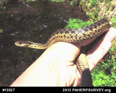 Eastern Gartersnake