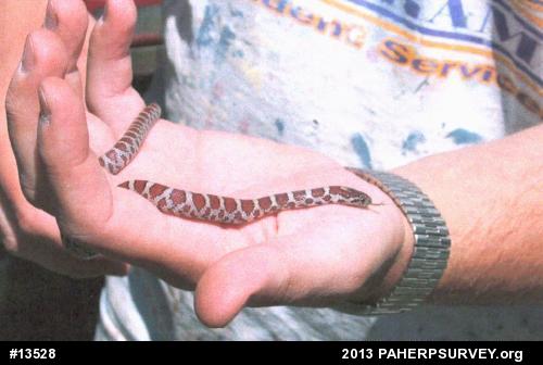 Eastern Milksnake