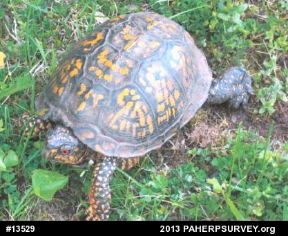 Eastern Box Turtle