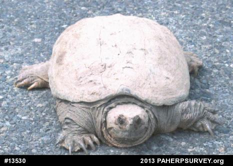 Snapping Turtle