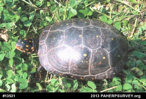 Spotted Turtle
