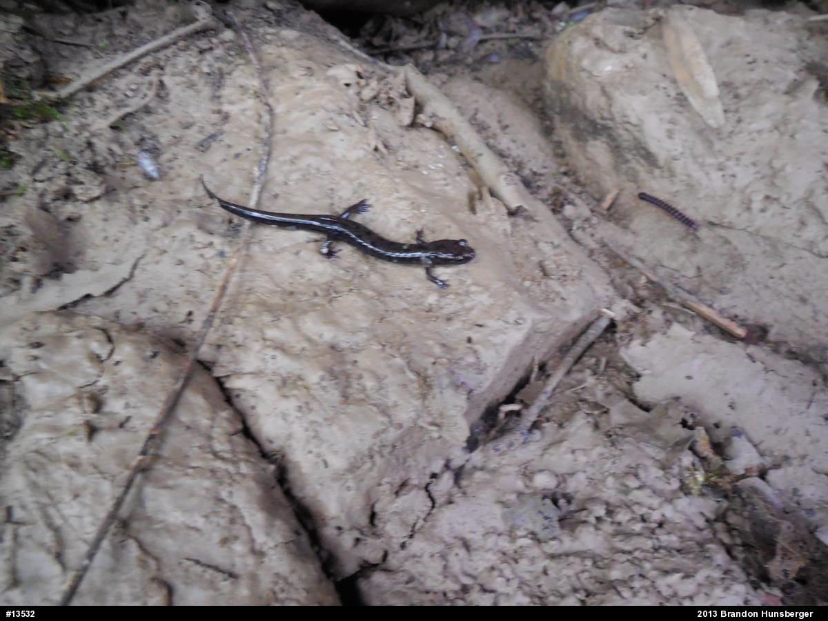 Allegheny Mountain Dusky Salamander