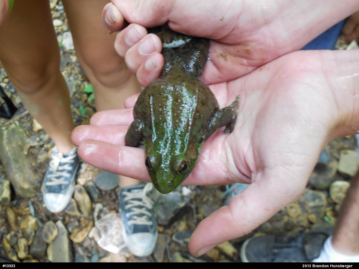 Green Frog